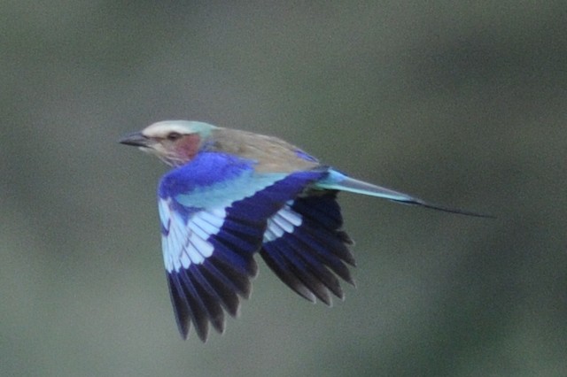 Lilac-breasted Roller (Lilac-breasted)