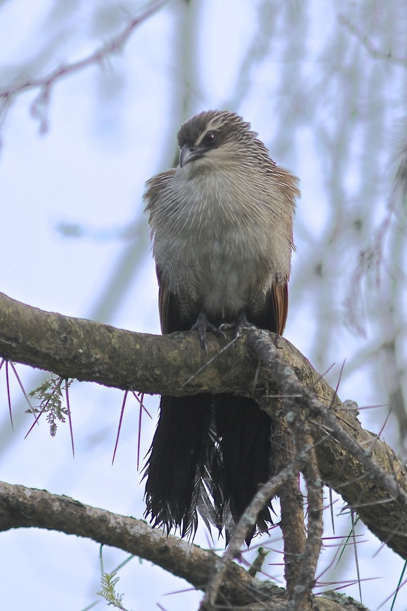 White-browed Coucal (White-browed) - Theresa Bucher