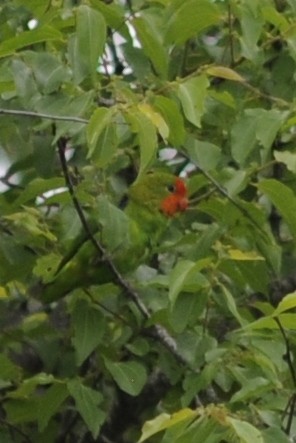Red-headed Lovebird - ML205401601
