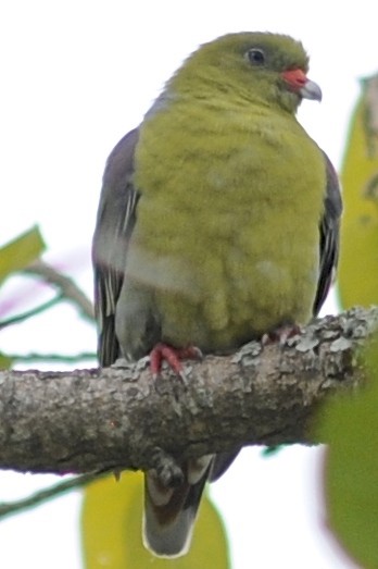 African Green-Pigeon (African) - ML205401611