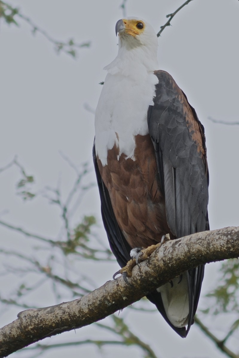 African Fish-Eagle - ML205401621