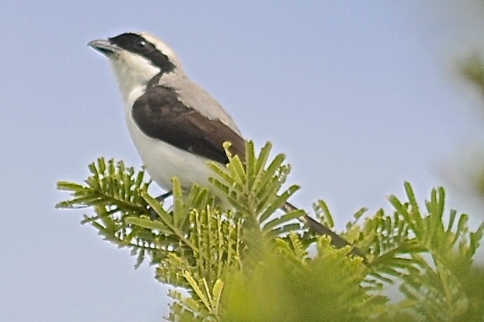 Gray-backed Fiscal - Theresa Bucher