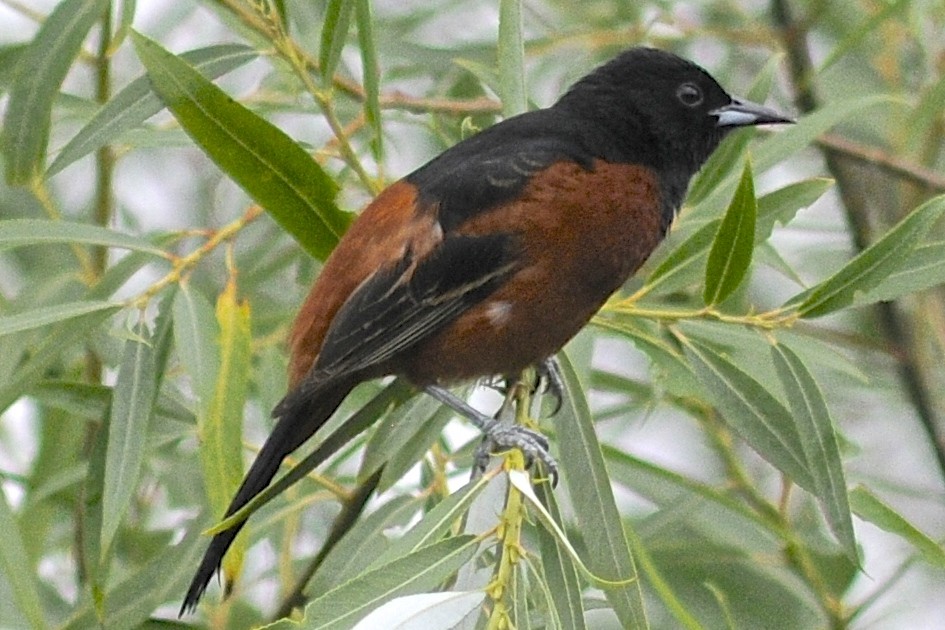 Orchard Oriole (Orchard) - Theresa Bucher