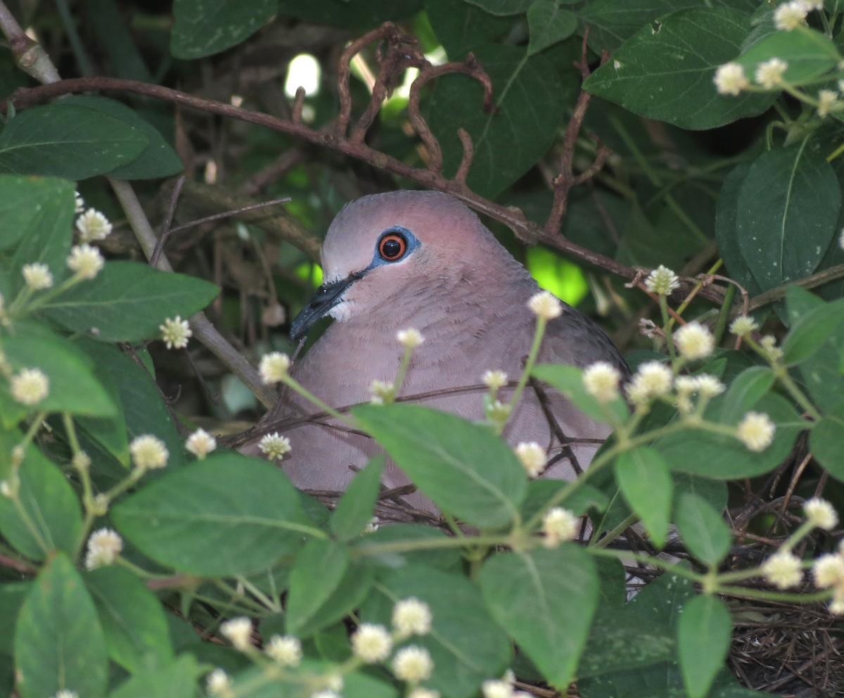 White-tipped Dove (White-tipped) - ML205401891