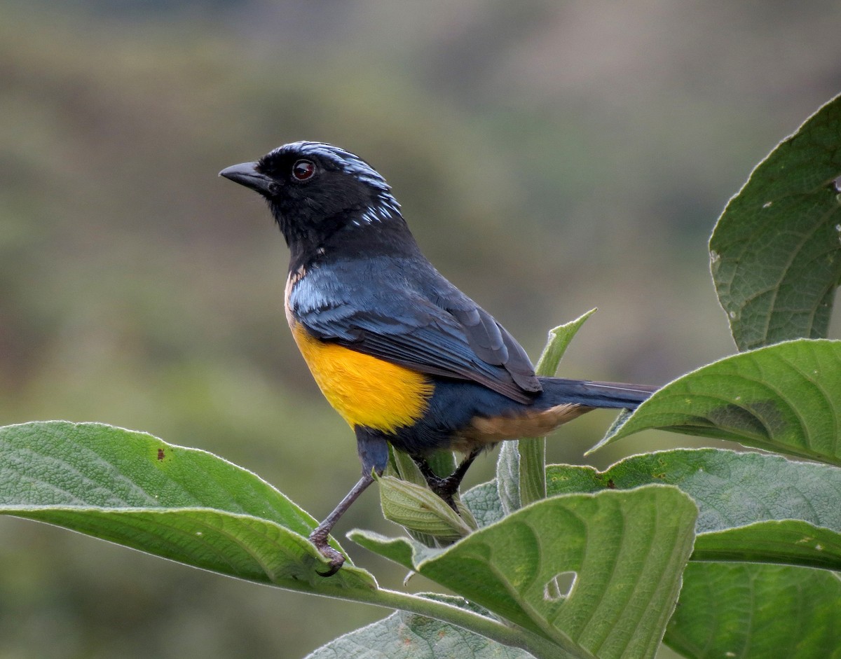 Buff-breasted Mountain Tanager (Buff-breasted) - Gustavo A. Rodriguez