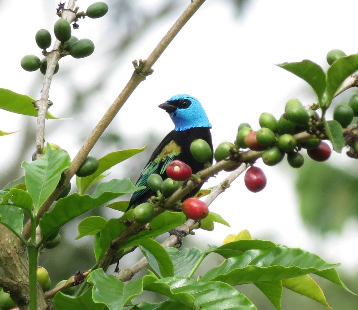 Blue-necked Tanager - Gustavo A. Rodriguez