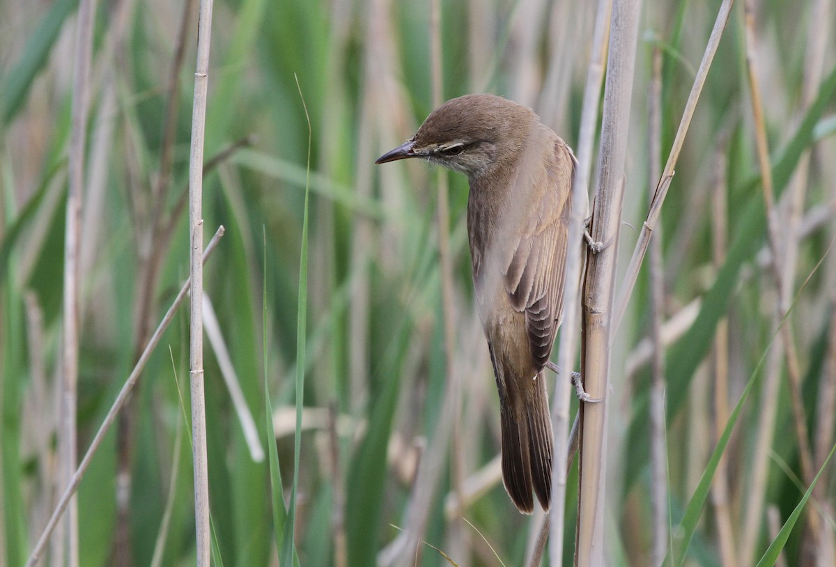 Common Reed Warbler - ML205403281