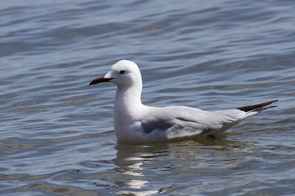 Slender-billed Gull - Alex Mascarell Llosa