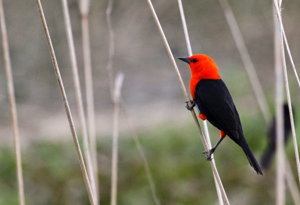 Scarlet-headed Blackbird - Alex Mascarell Llosa