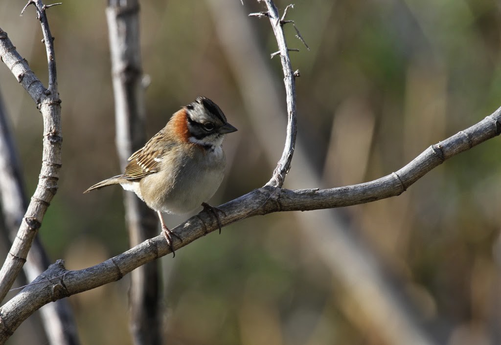 Rufous-collared Sparrow - ML205403551