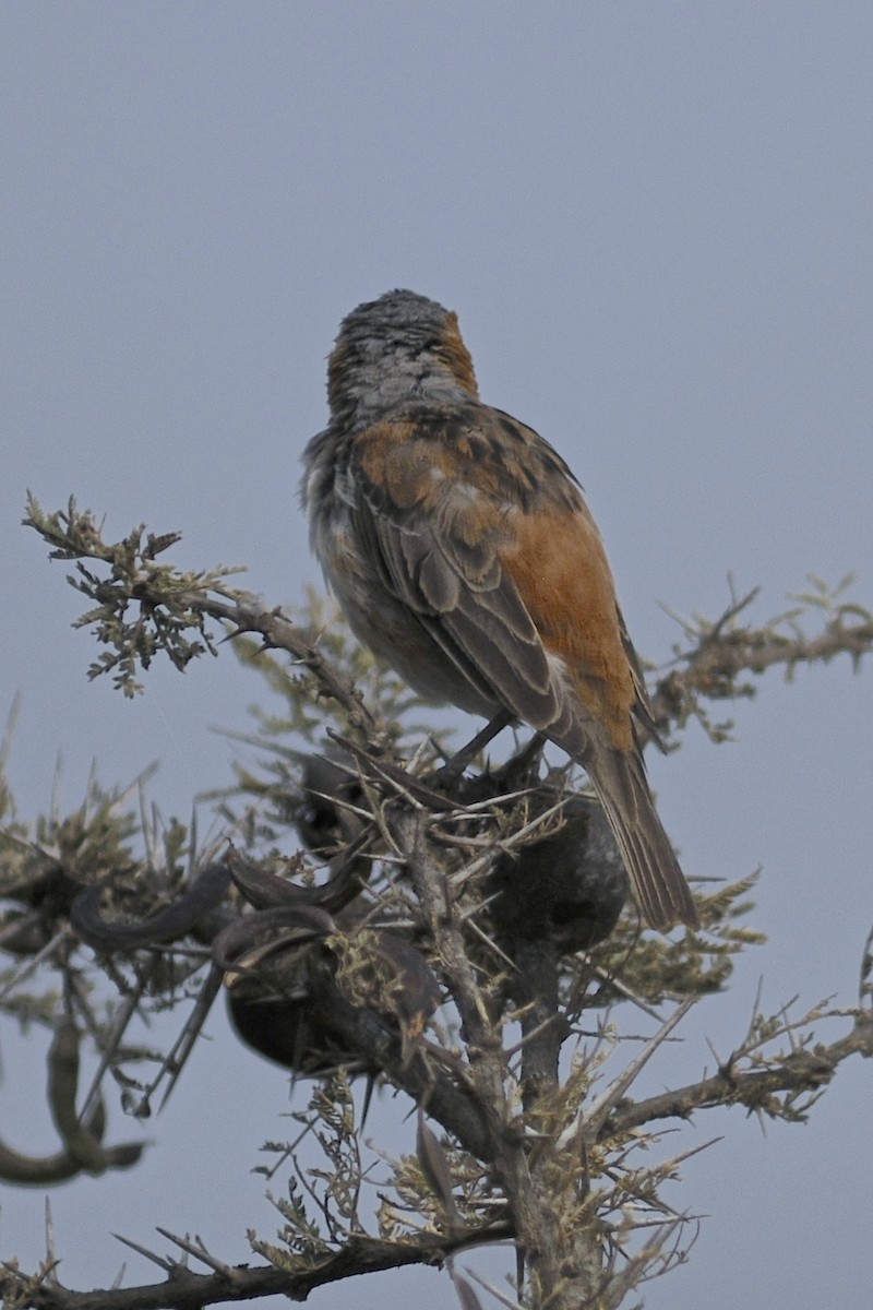 Kenya Rufous Sparrow - Theresa Bucher