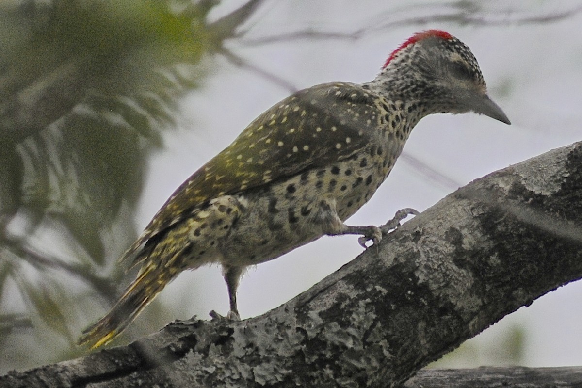 Green-backed Woodpecker (Spot-backed) - Theresa Bucher