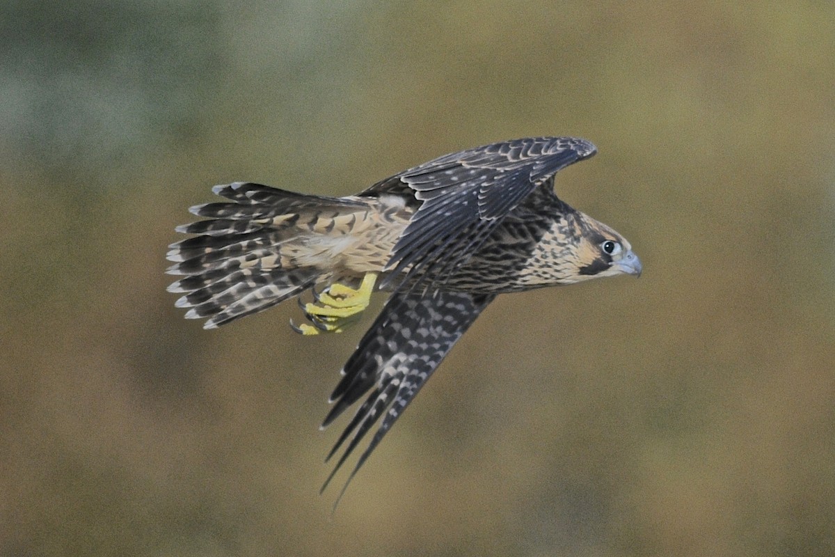 Peregrine Falcon (Peale's) - Theresa Bucher