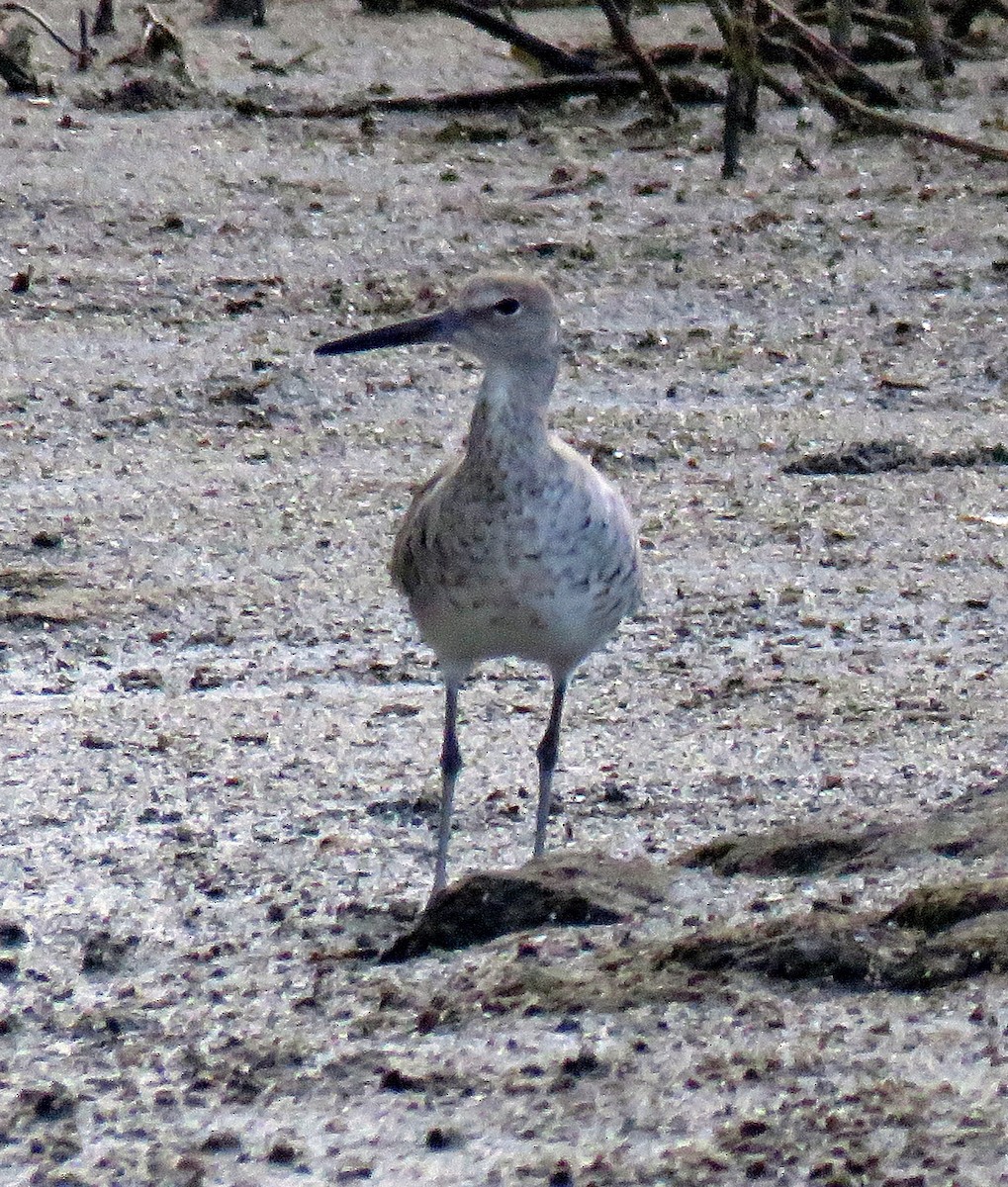 Willet (Eastern) - Gustavo A. Rodriguez