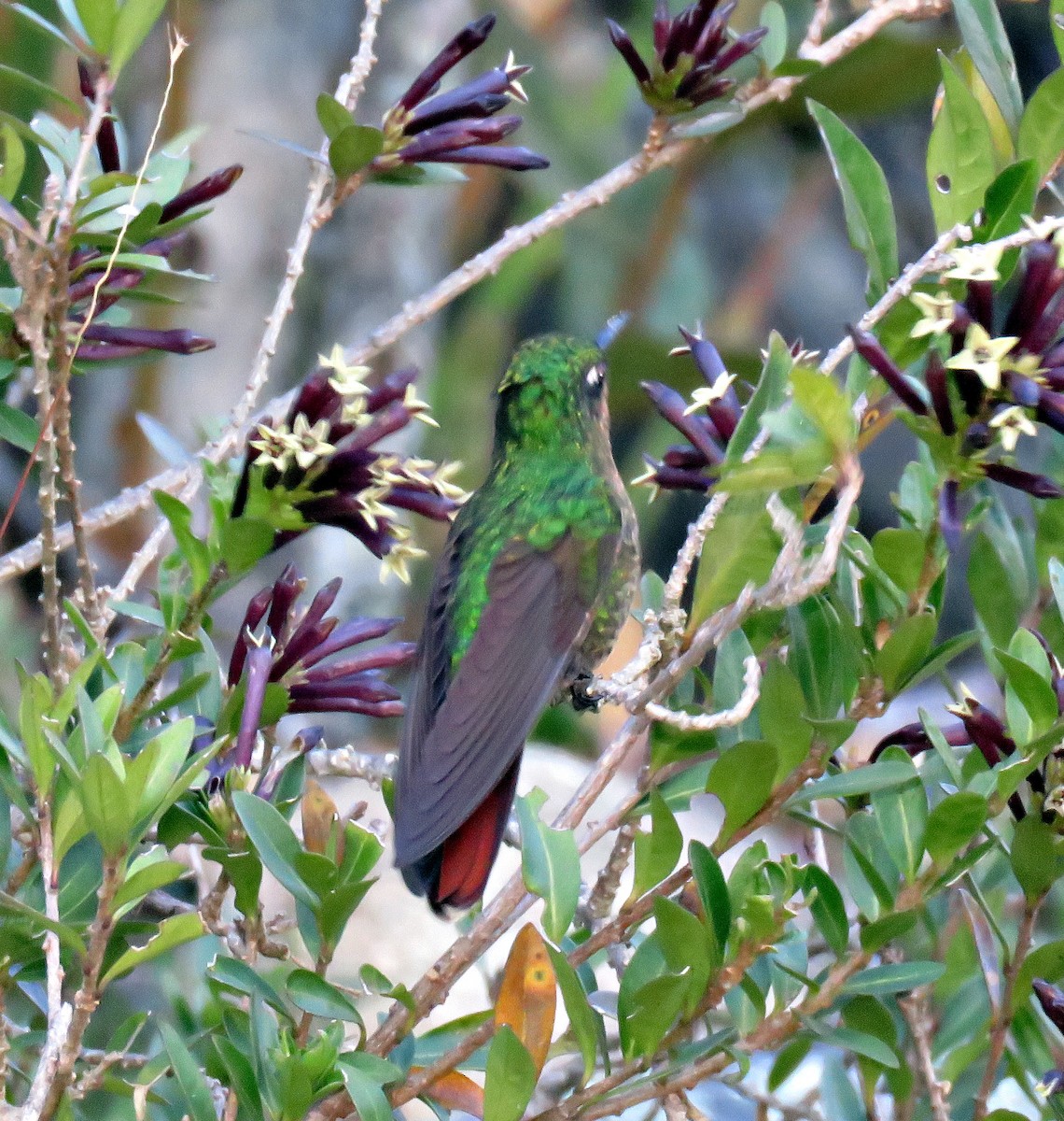 kolibřík dřišťálový (ssp. oreopola) - ML205404441