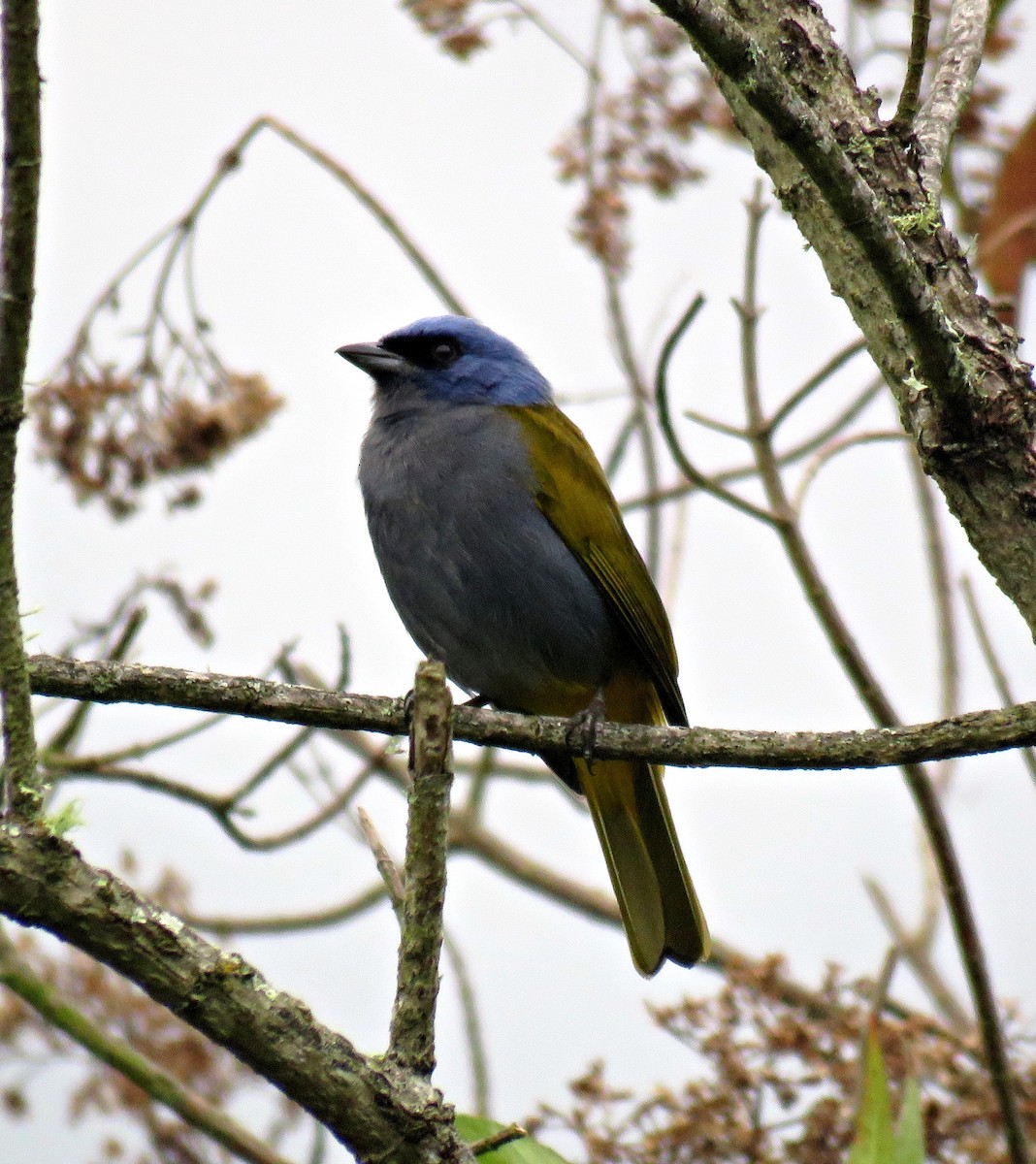 Blue-capped Tanager - ML205404461