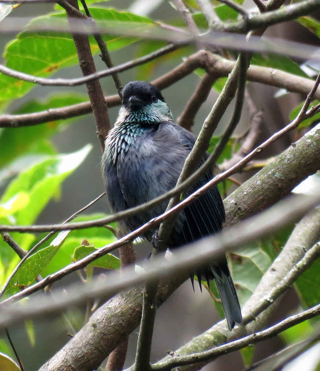 Black-capped Tanager - ML205404471