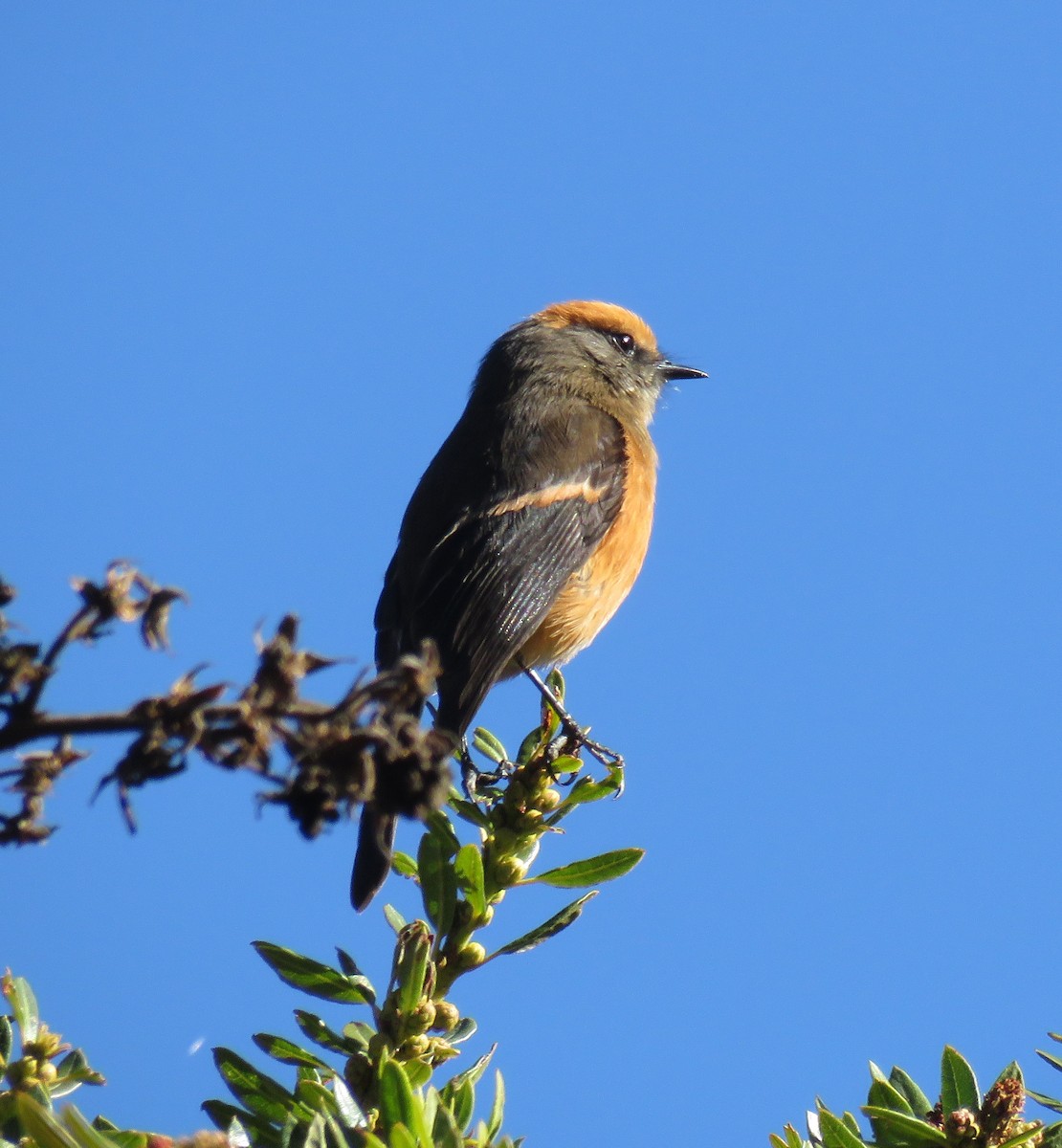 Rufous-browed Chat-Tyrant - ML205404491