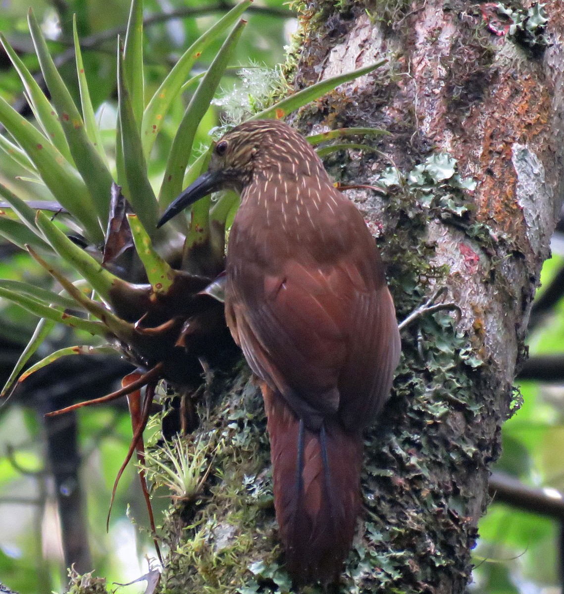 Strong-billed Woodcreeper (Andean/Northern) - Gustavo A. Rodriguez