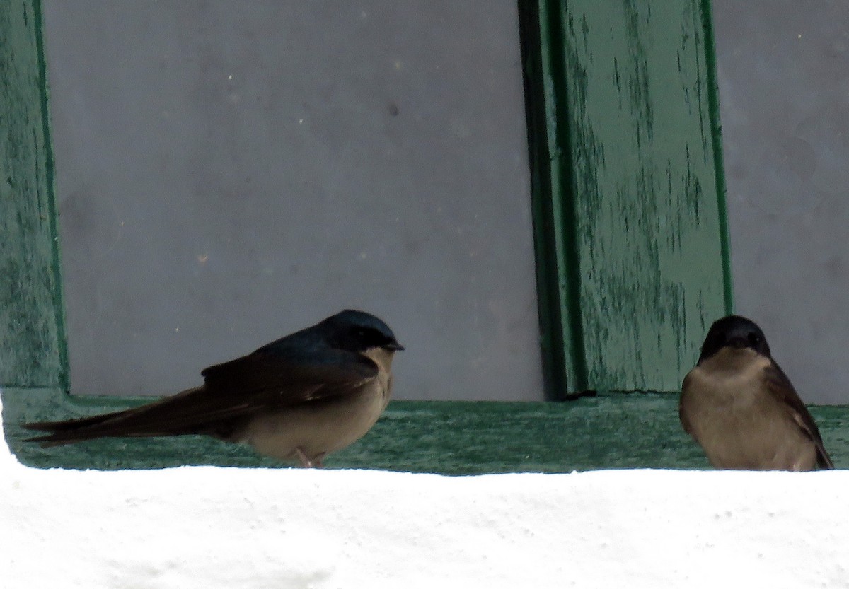 Brown-bellied Swallow - ML205404581