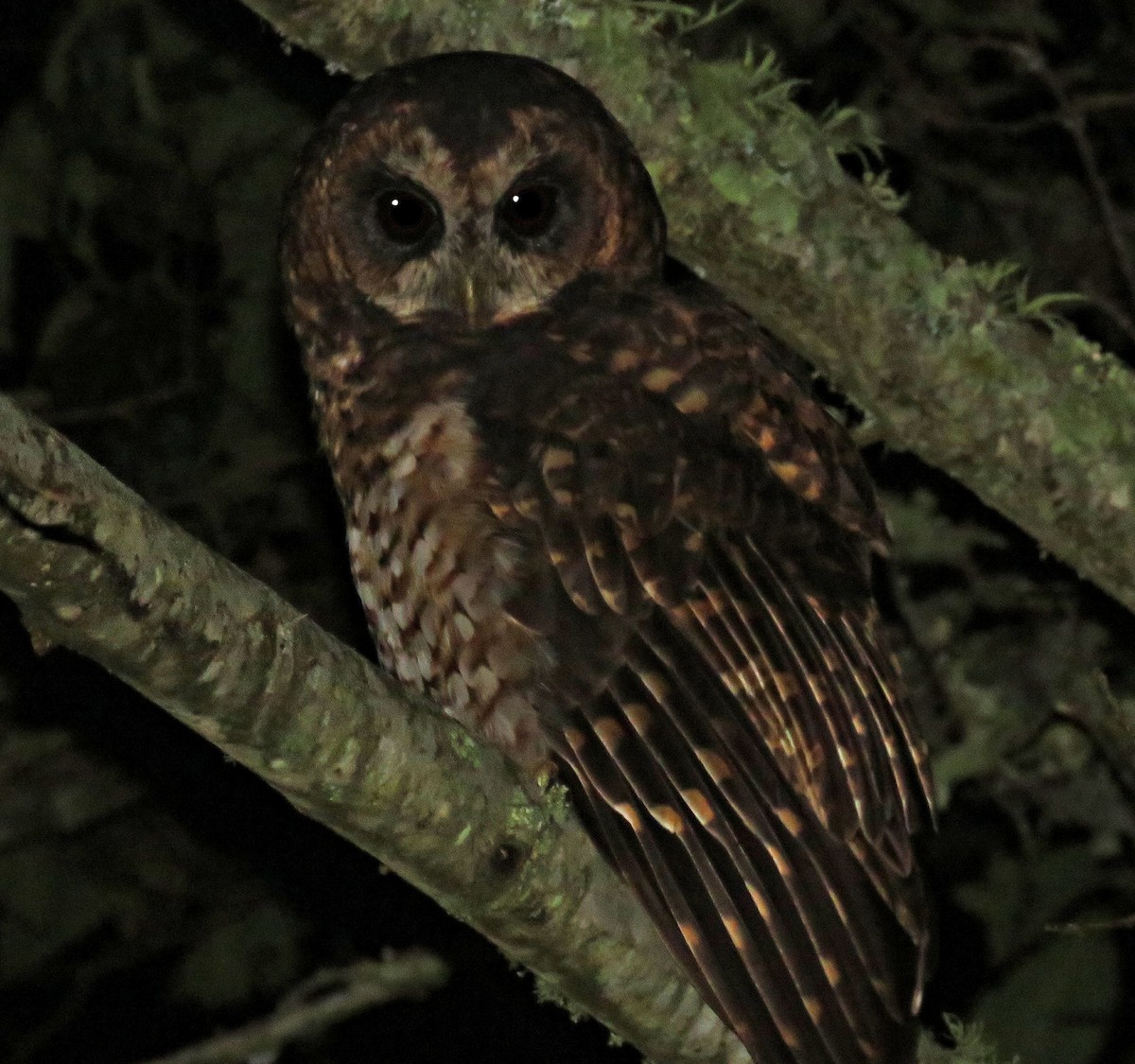 Rufous-banded Owl - ML205404591