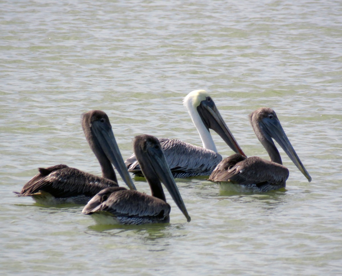 Brown Pelican (Southern) - Gustavo A. Rodriguez