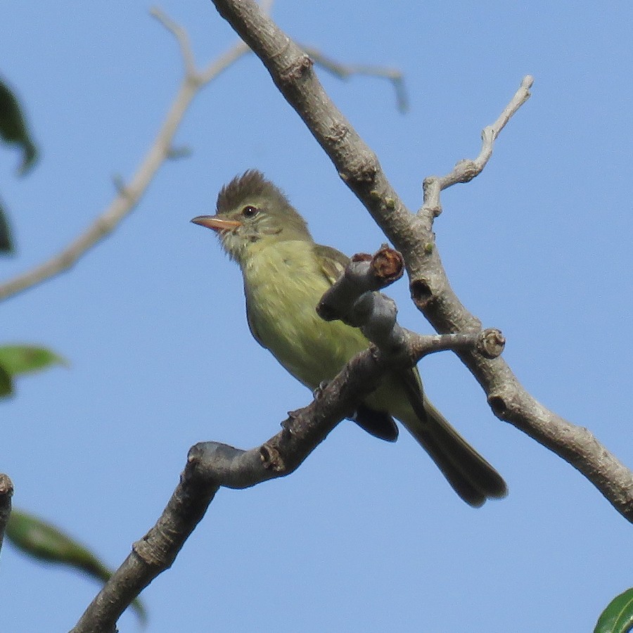 Southern beardless tyrannulet northern ebird