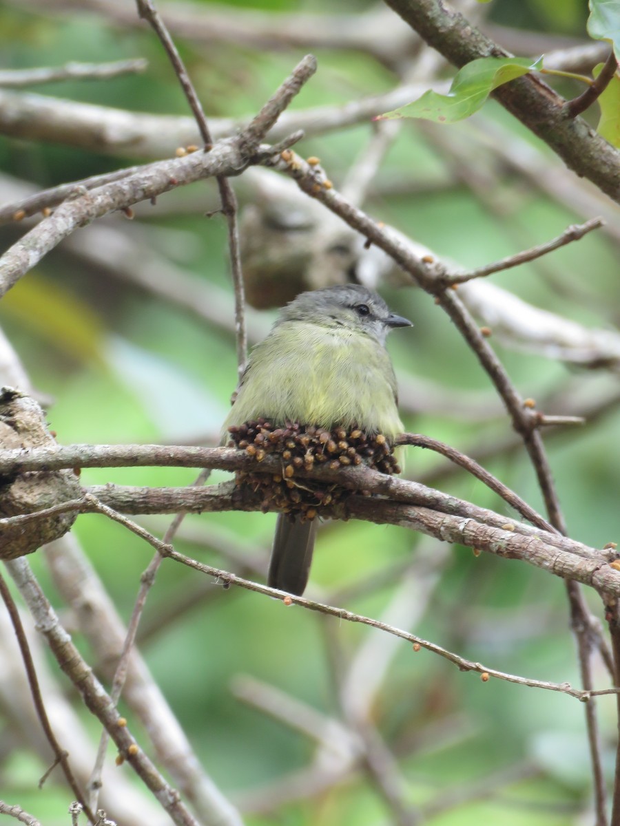 Yellow-crowned Tyrannulet - Gustavo A. Rodriguez