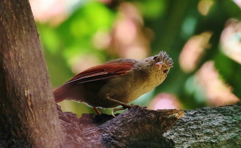 Crested Spinetail - ML205405021