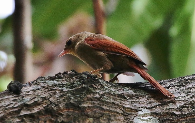 Crested Spinetail - ML205405031