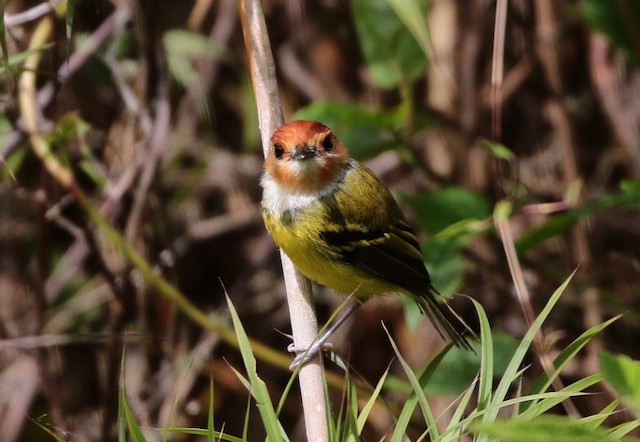 Photos - Rufous-crowned Tody-Flycatcher - Poecilotriccus ruficeps ...