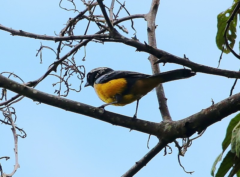 Buff-breasted Mountain Tanager (Buff-breasted) - ML205405451