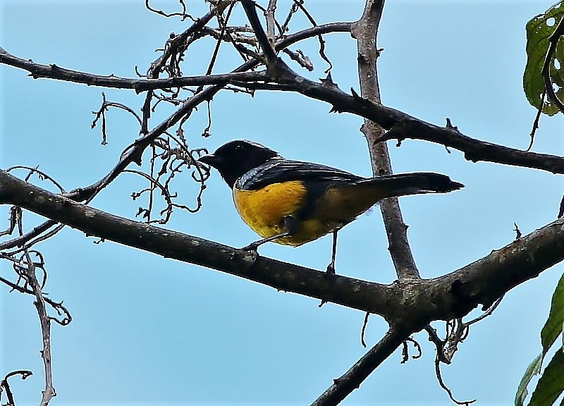 Buff-breasted Mountain Tanager (Buff-breasted) - Margareta Wieser