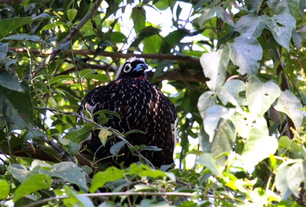 Black-fronted Piping-Guan - ML205405531