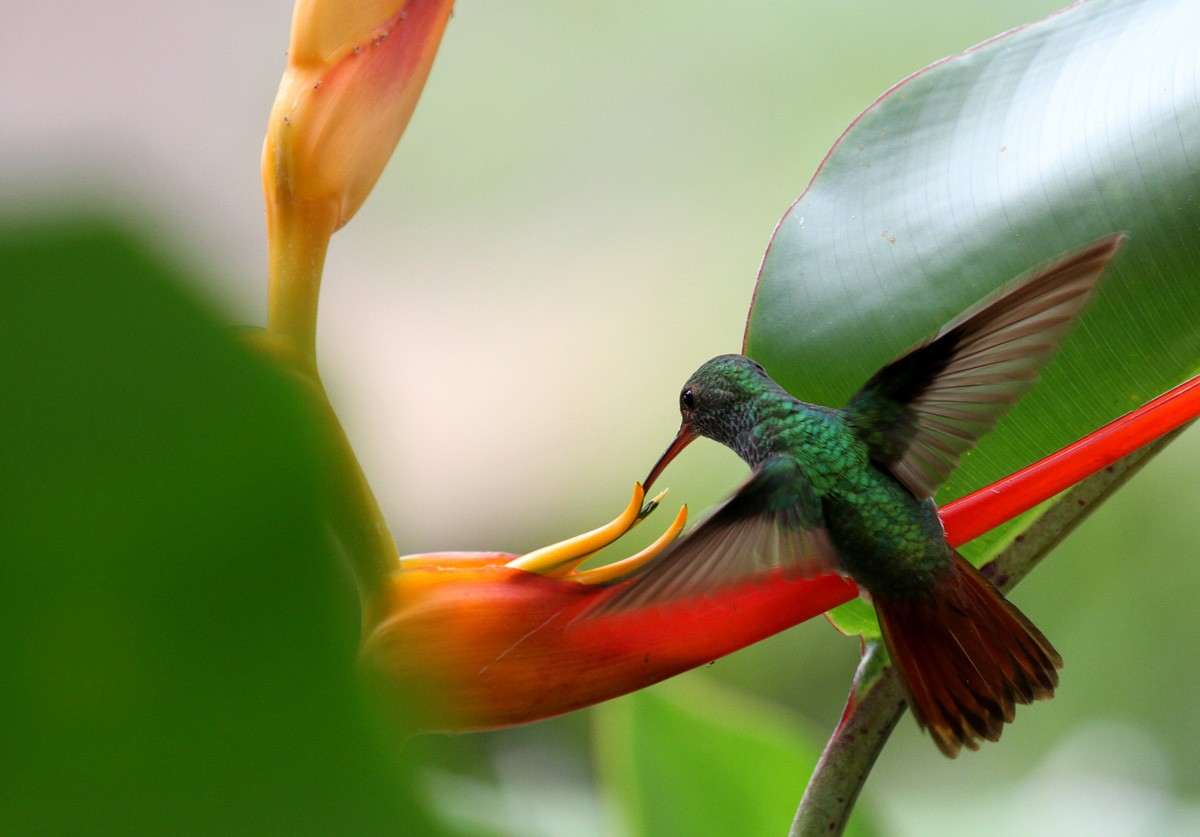 Rufous-tailed Hummingbird - Alex Mascarell Llosa