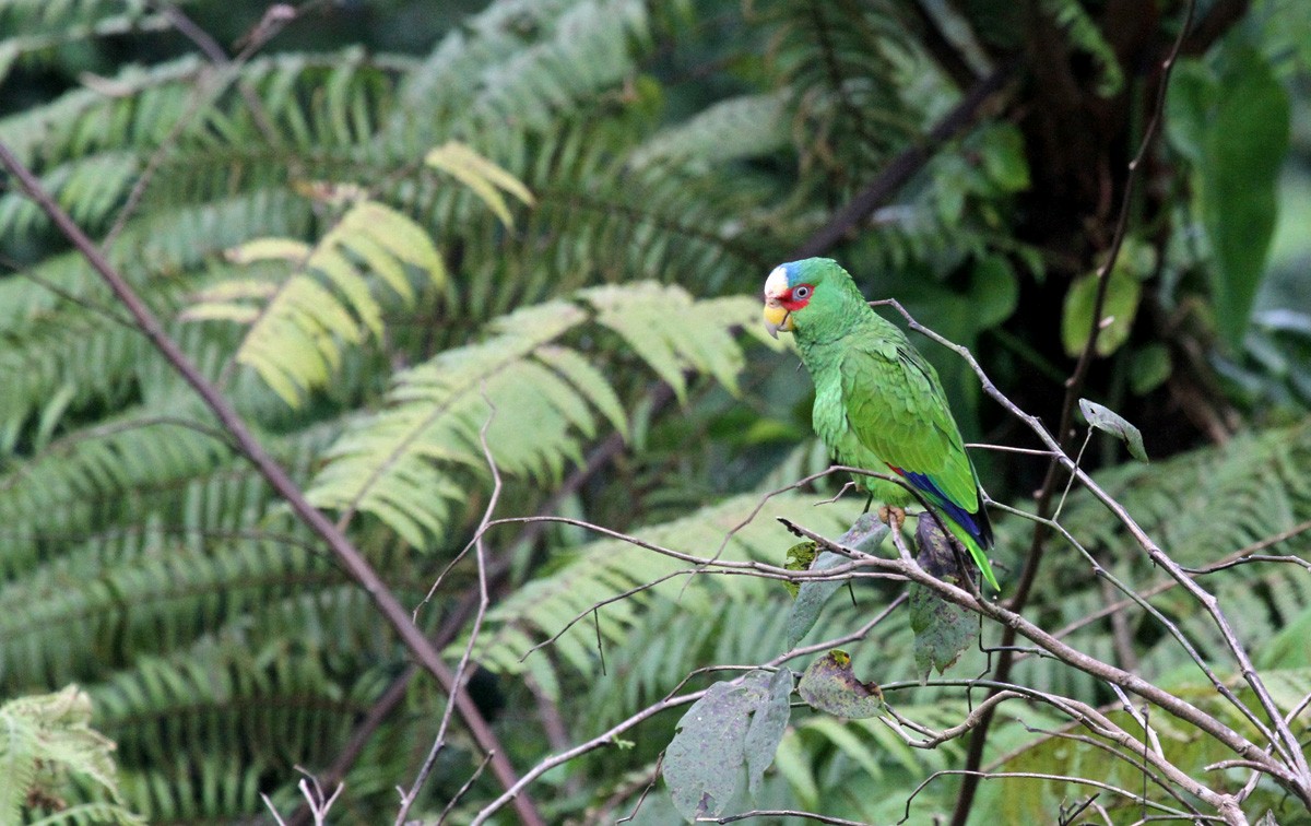 White-fronted Parrot - ML205405591