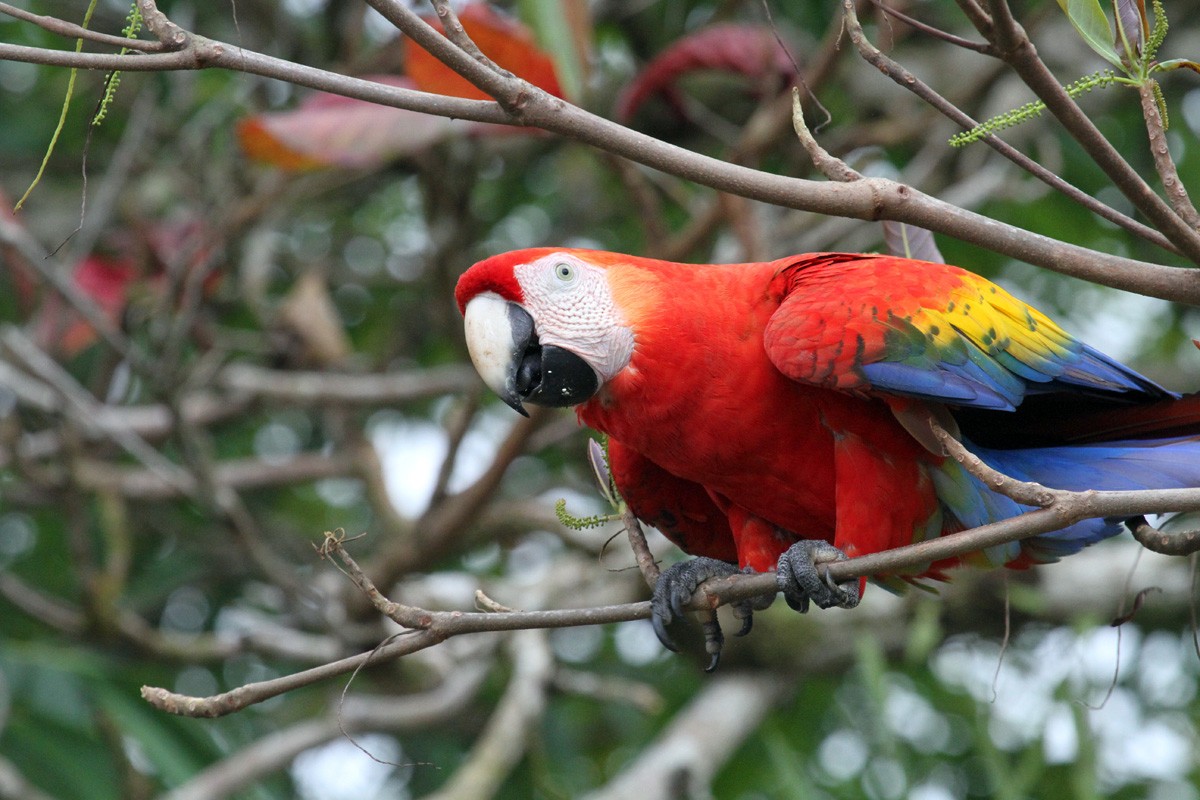 Scarlet Macaw - Alex Mascarell Llosa