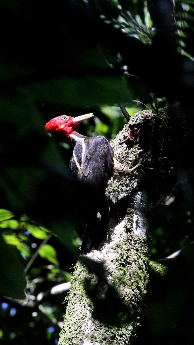 Pale-billed Woodpecker - Alex Mascarell Llosa