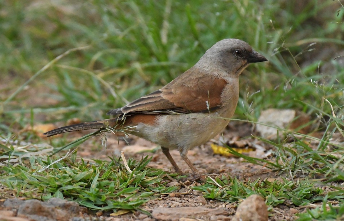 Northern Gray-headed Sparrow - ML205406531