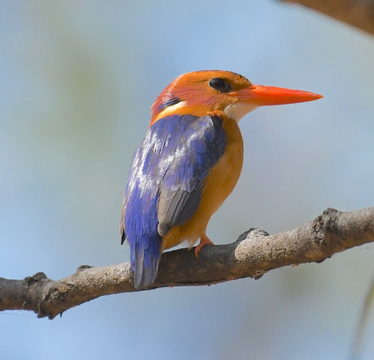 African Pygmy Kingfisher - Theresa Bucher