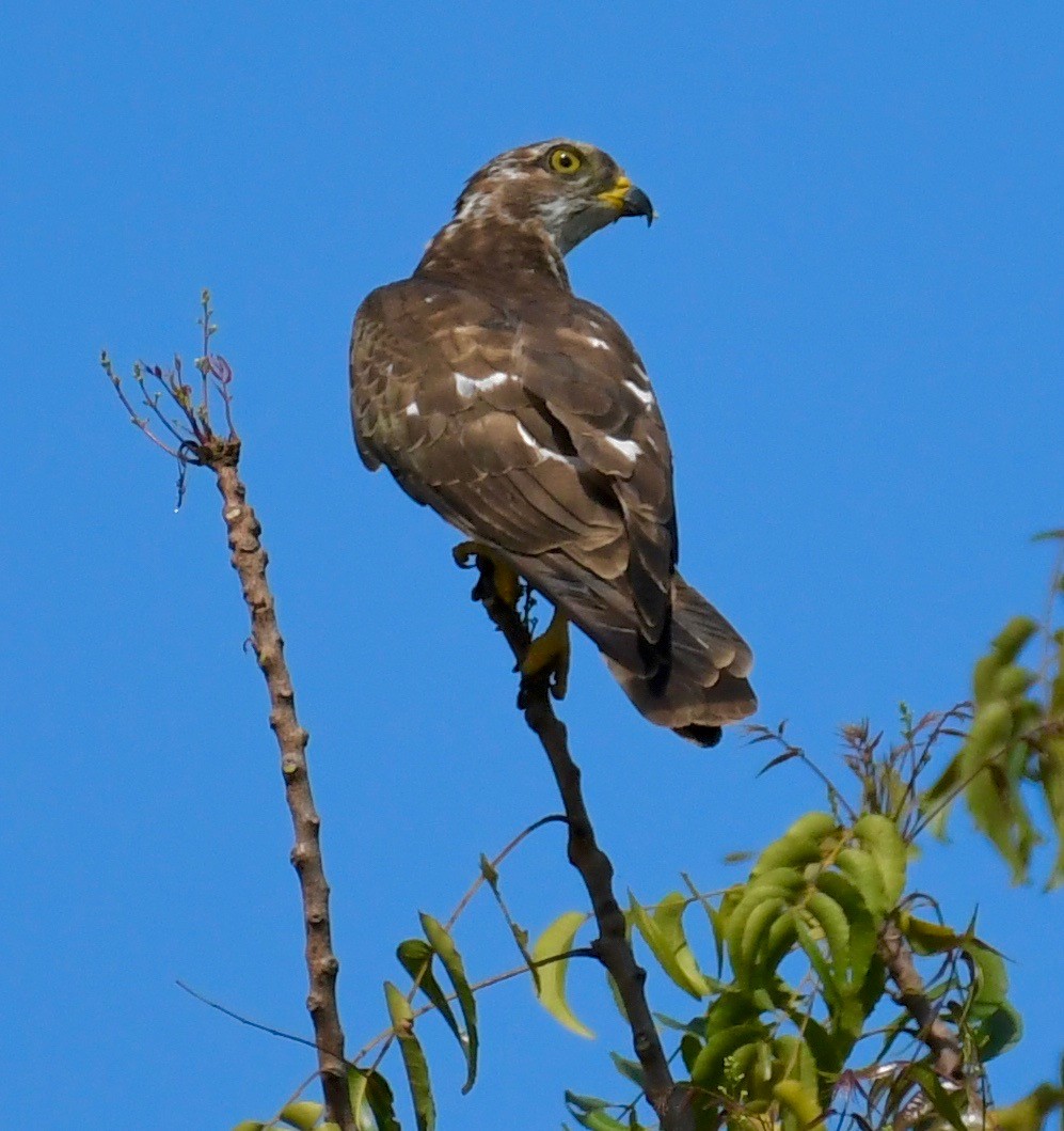 African Cuckoo-Hawk - ML205406771
