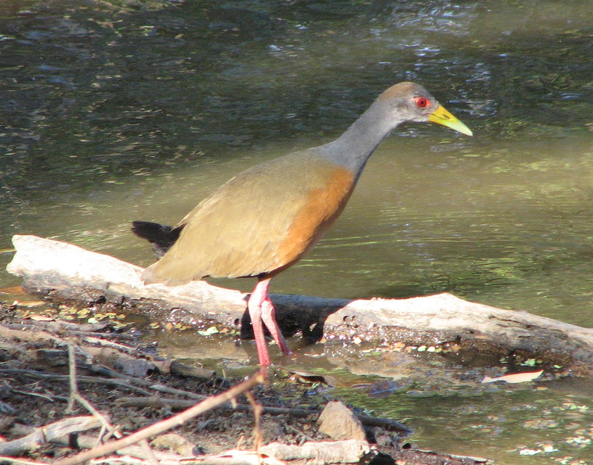 Gray-cowled Wood-Rail (Gray-cowled) - Gustavo A. Rodriguez