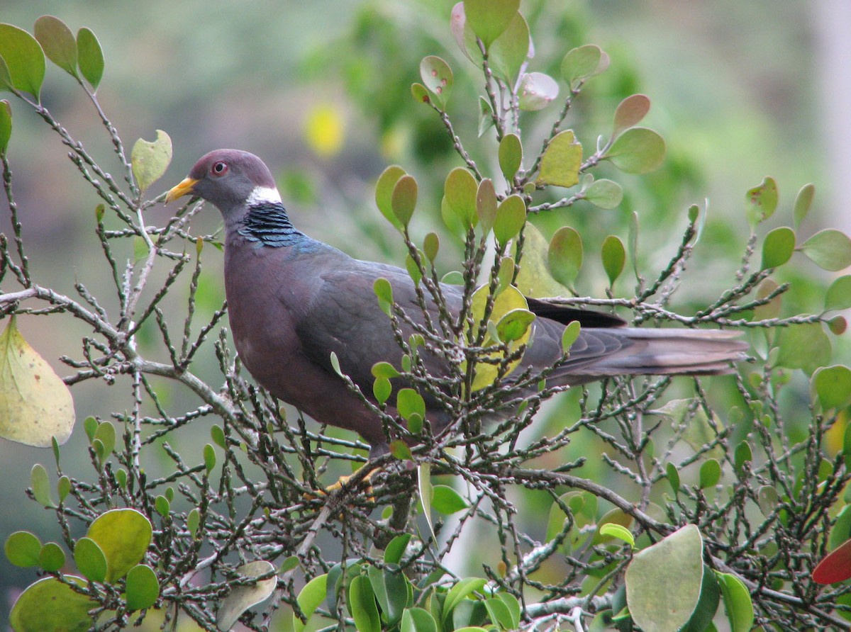 Band-tailed Pigeon (White-necked) - Gustavo A. Rodriguez
