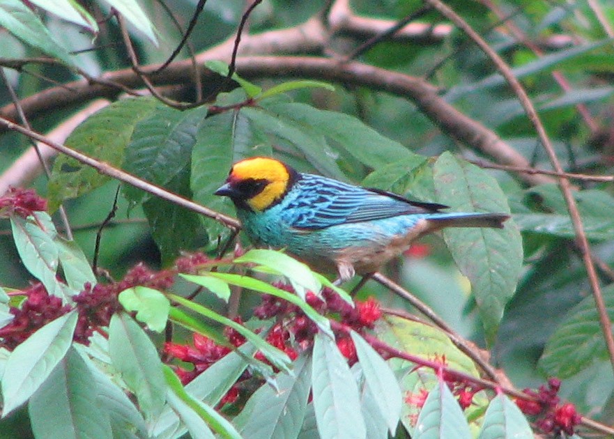 Saffron-crowned Tanager - ML205407251