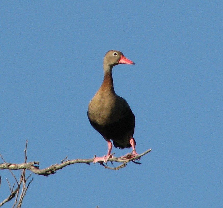 Black-bellied Whistling-Duck (autumnalis) - Gustavo A. Rodriguez