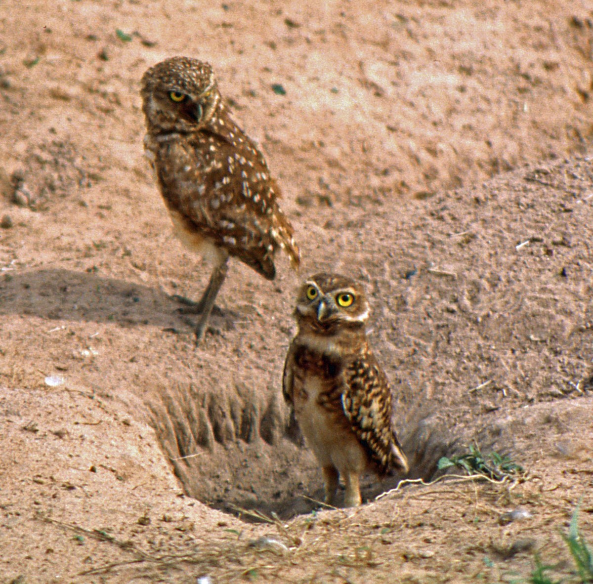 Burrowing Owl (guadeloupensis Group) - Gustavo A. Rodriguez