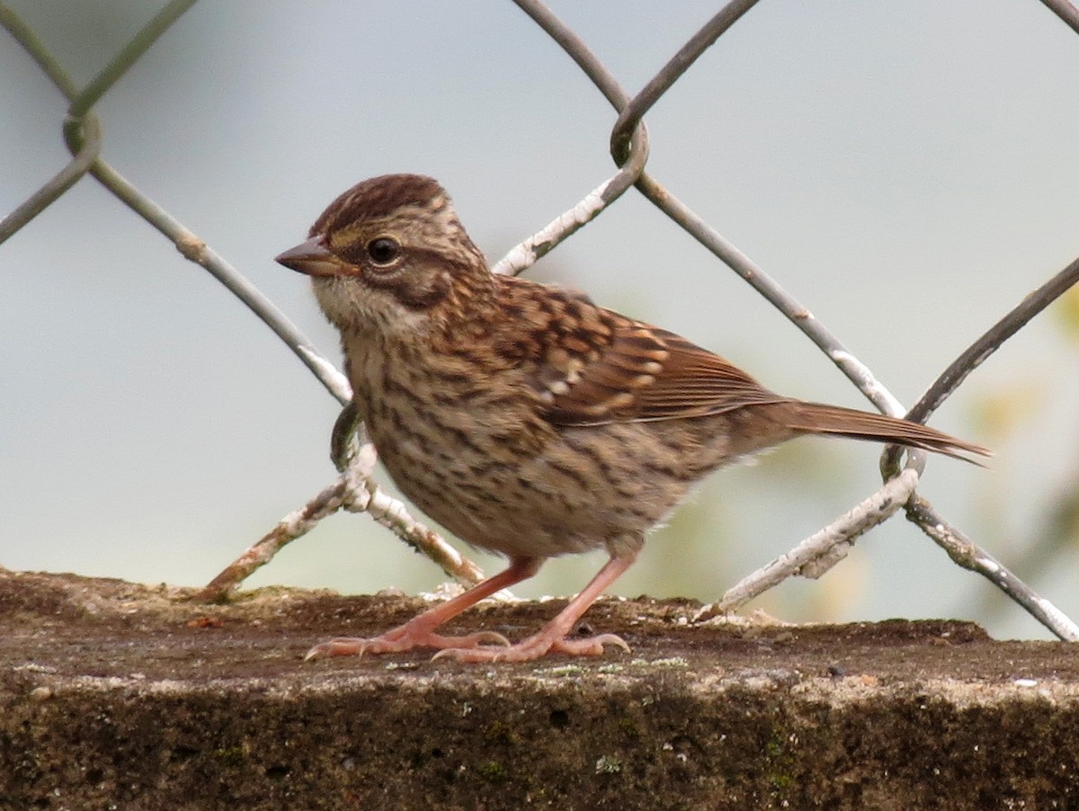Rufous-collared Sparrow (Rufous-collared) - ML205407341