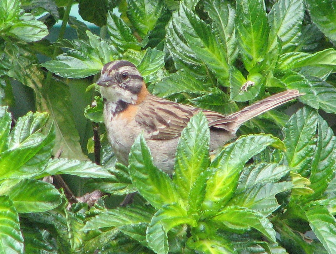 Rufous-collared Sparrow (Rufous-collared) - Gustavo A. Rodriguez
