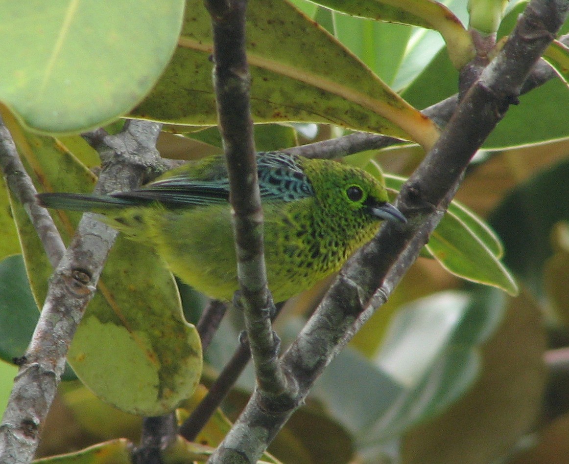 Yellow-bellied Tanager - Gustavo A. Rodriguez
