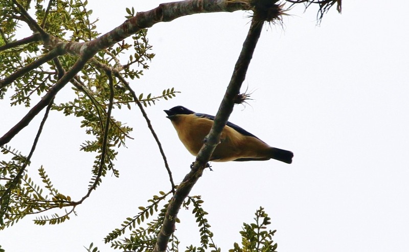 Fawn-breasted Tanager - ML205407431